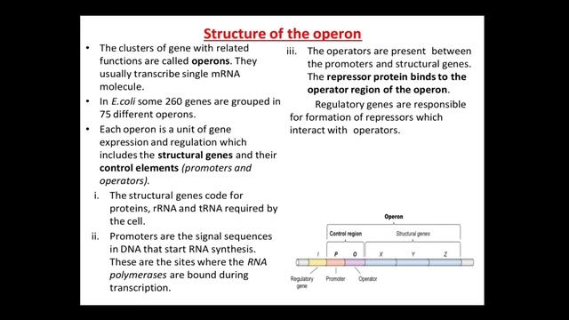 12th Biology-molecular basis of inheritance-Protein synthesis (Translation)& Lac operon смотреть онлайн