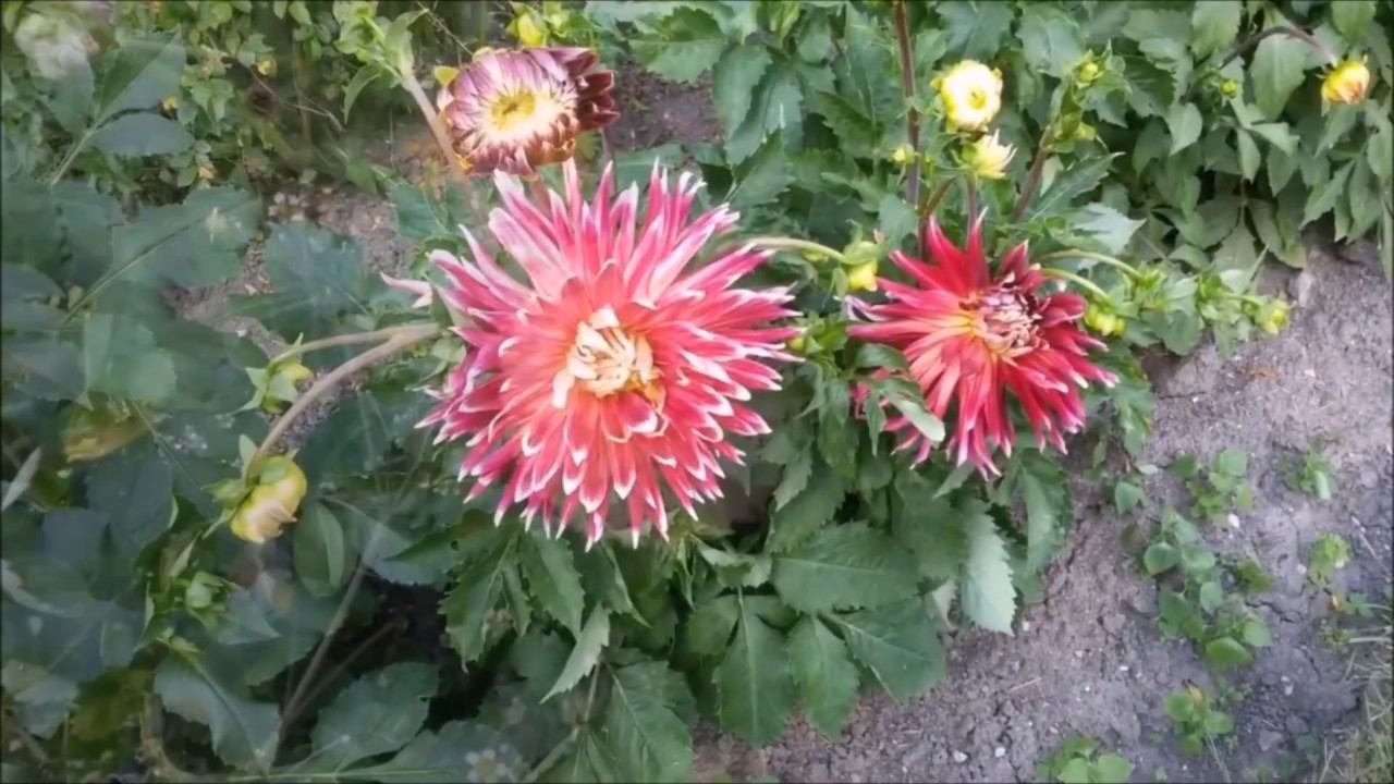 Загадочные создания смотреть онлайн