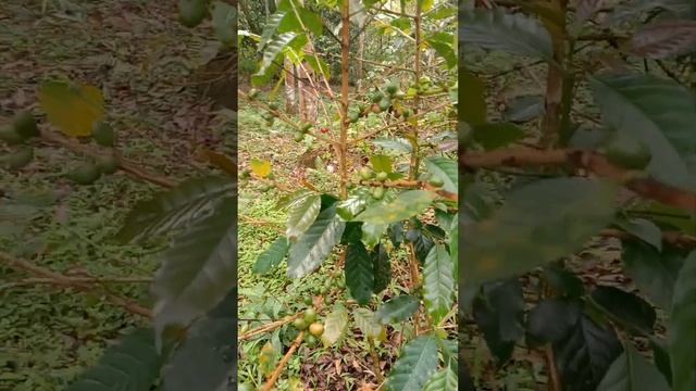 Kopi Khas Mangunreja Berbuah di Bulan Januari смотреть онлайн