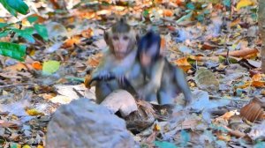 Big male monkey not love baby monkey and make baby monkey scared