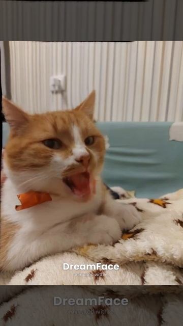 кис смотреть онлайн