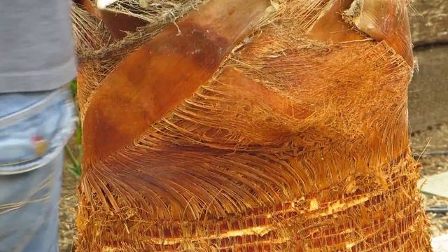 How To Prune a Mexican Fan Palm Tree смотреть онлайн