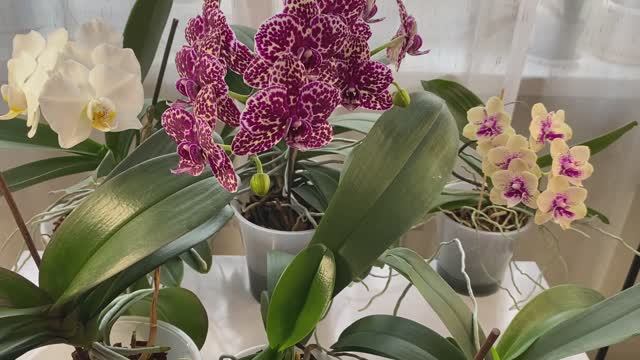 ЗИМНИЙ УХОД за ОРХИДЕЯМИ ФАЛЕНОПСИСАМИ! смотреть онлайн