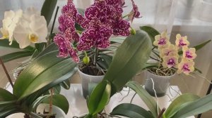 ЗИМНИЙ УХОД за ОРХИДЕЯМИ ФАЛЕНОПСИСАМИ!