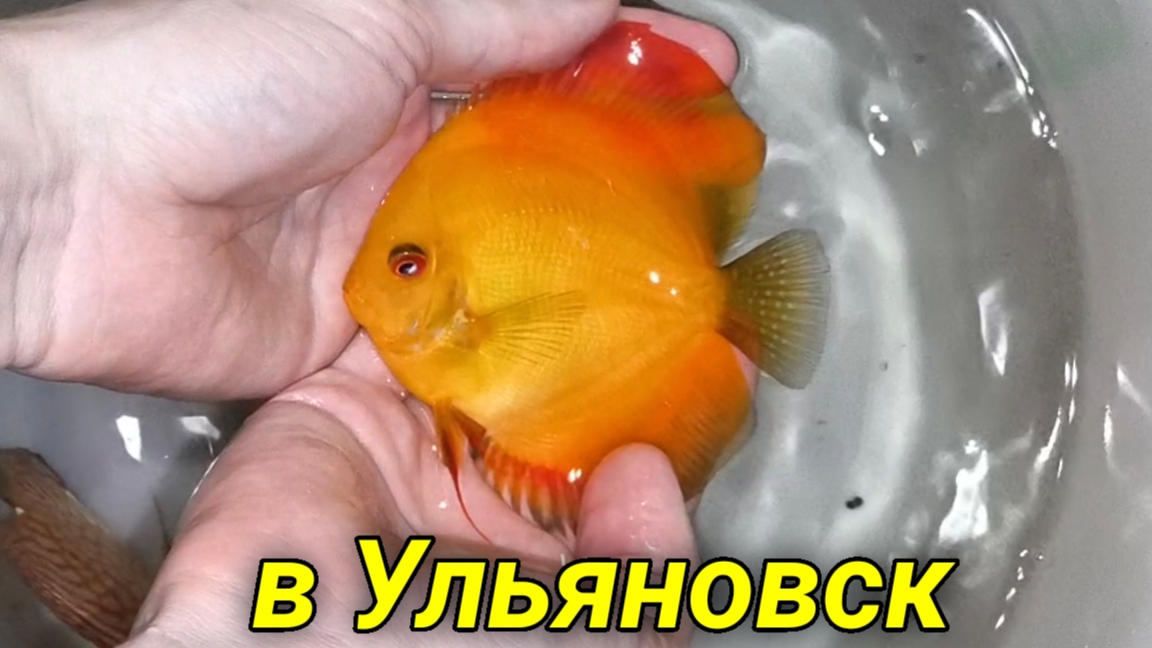 Отправка рыбок в Ульяновск смотреть онлайн