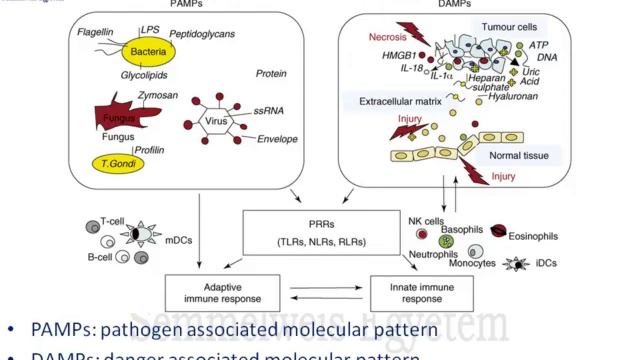 Inflammatory response Balázs HAUSER summer Buda2011