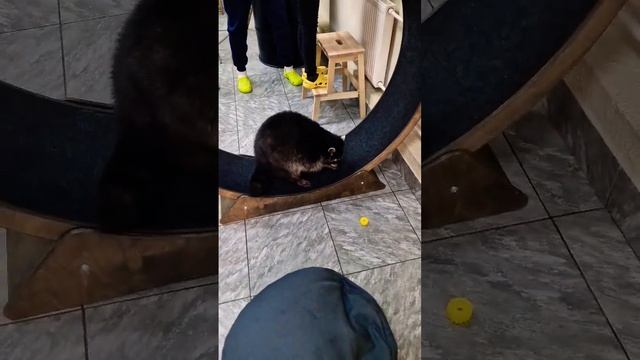 ▷Енот хочет кушать, а не бегать◁ смотреть онлайн