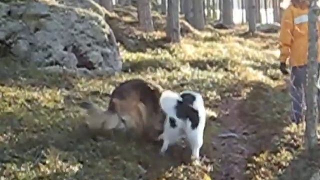 My dog Midas and his girlfriend Gamma! смотреть онлайн