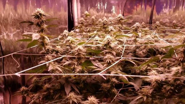 Apelila 8000 watt led grow 4 weeks смотреть онлайн