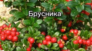 Растения которые предпочитают кислую почву