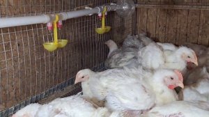 Бройлеры будут быстро набирать вес. Бройлеры вылечились и переехали.