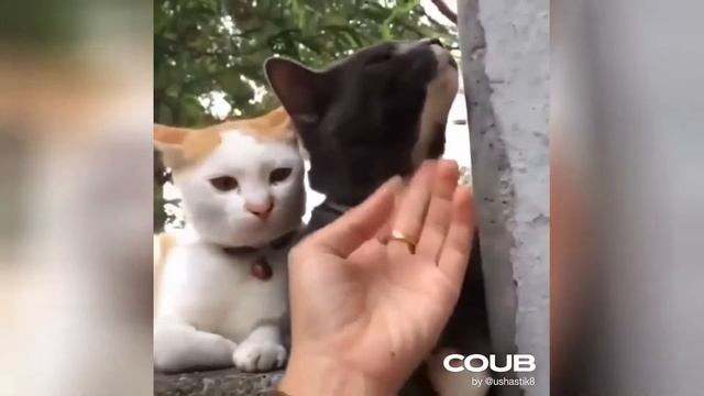 Coub Лучшее #23 | Best Coub | Лучшие приколы | Сборник кубов смотреть онлайн