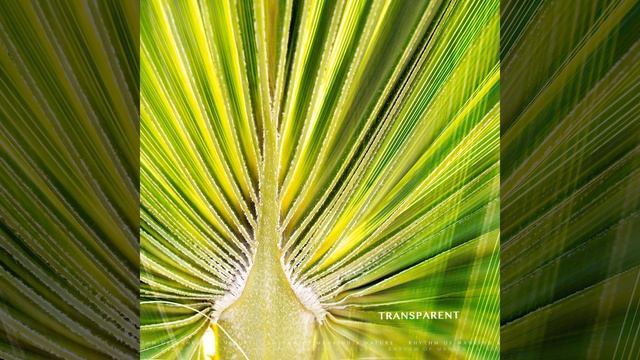 Becoming Transparent смотреть онлайн