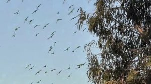 Волнистые попугаи в дикой природе. Австралия.