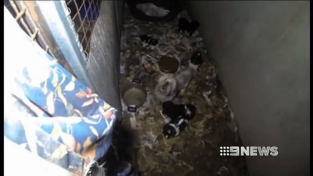 PUPPY FARM RAID - 16/09/13 смотреть онлайн