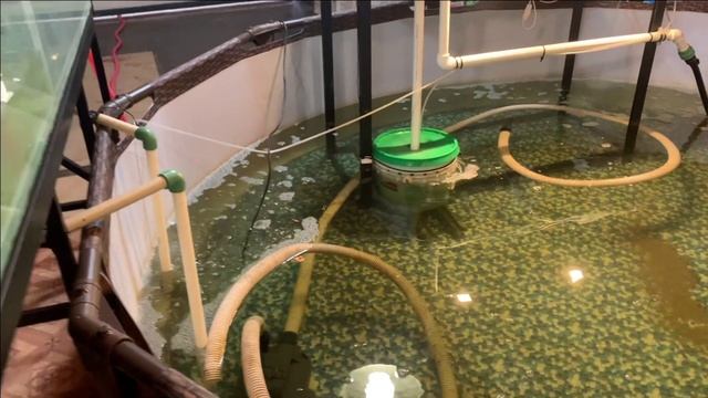 106 карпов КОИ в гараже.Собрали шикарную систему. смотреть онлайн