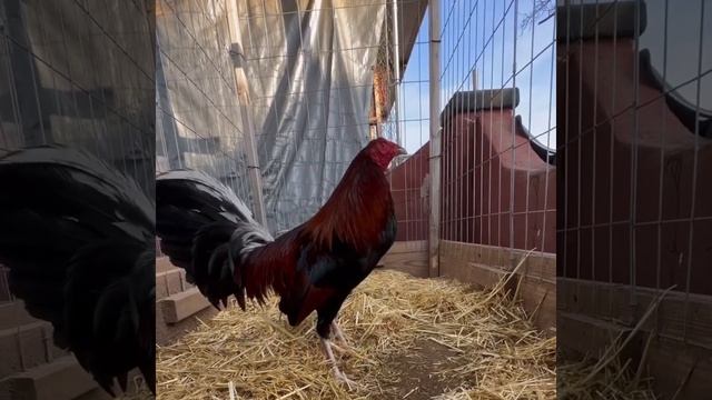 Grey Claret Kelso - Charles Hunter Gamefarm смотреть онлайн