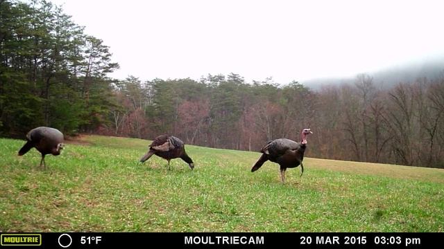 2015 Moultrie M-880 Gen2 Trail Camera Video - 1 смотреть онлайн