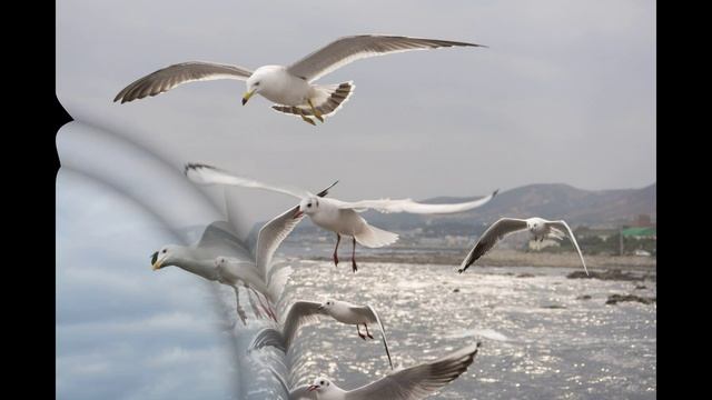 Я повезу вас к морю. Елена Северова