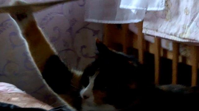 кошачья колыбельная смотреть онлайн