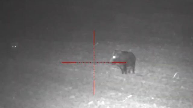 28. Pulsar Digisight Ultra N455 LRF Wild Boar Hunting