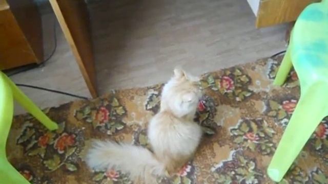 Кошка забавно реагирует на звук (клёкот попугая) смотреть онлайн