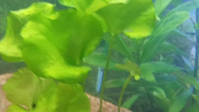 Aqua Tera pepinojoe 🦐🐬🦐(2) смотреть онлайн