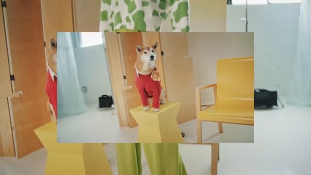 Lemonade Pet Insurance with Yena 15s смотреть онлайн