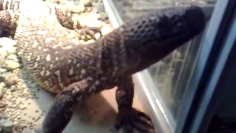 Мексиканский ядозуб (Heloderma horridum) смотреть онлайн