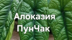 Алоказия ПунЧак посадка на Фитиль