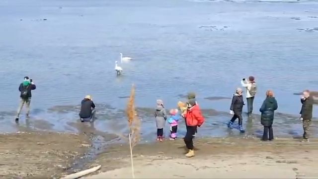 Автопрогулка с группой МАХ ТУР. Западное побережье Сахалина. 6.04.24г смотреть онлайн
