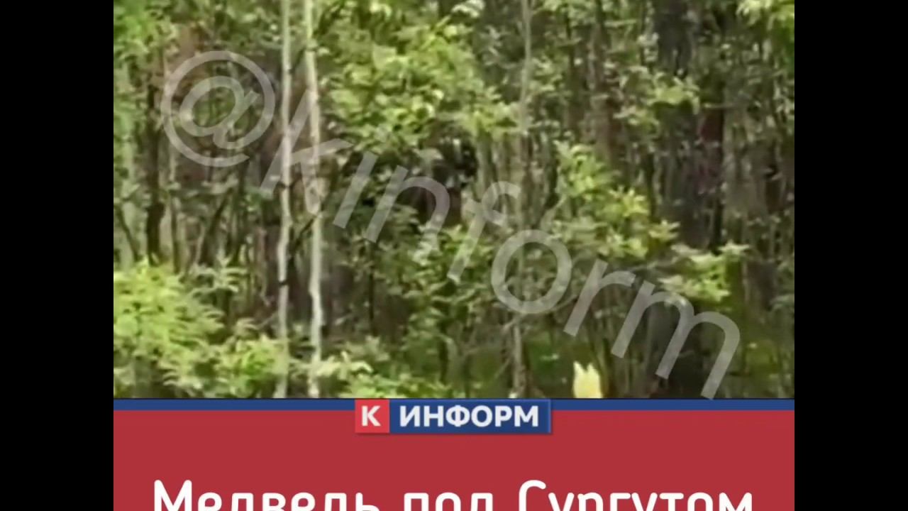 Медведь под Сургутом смотреть онлайн