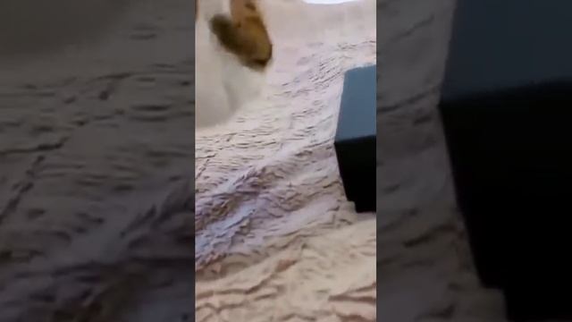 КОЛЬ-ОК (16) смотреть онлайн