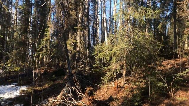 FINALLY! I'm starting to clear my little piece of Alaska to turn it into a farm. смотреть онлайн