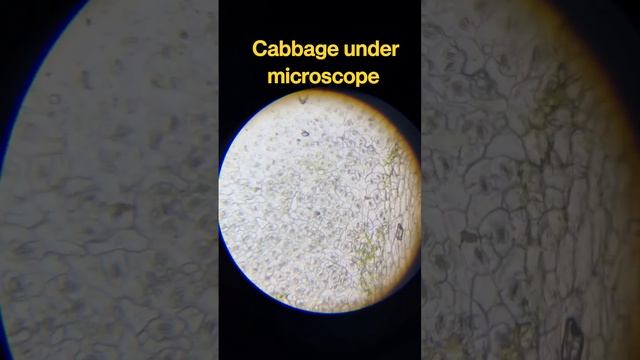 Cabbage under microscope view #ytshorts #short #shorts #shortsfeed смотреть онлайн