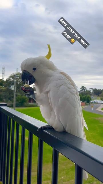 Cockatoo eating apples 🍎 #nature #birds #short смотреть онлайн