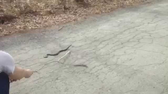 Змейка смотреть онлайн