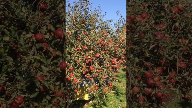 ЖИВУ в ДЕРЕВНЕ. БЕЛАРУСЬ смотреть онлайн