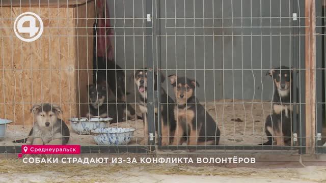 Собаки страдают из-за конфликта волонтёров смотреть онлайн