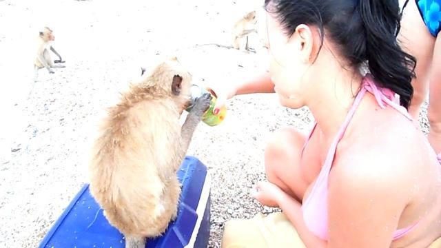 макаки любят  7up!!!!