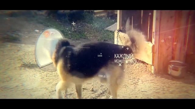 Заставка "Пес и Кот" смотреть онлайн