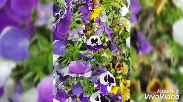 День Ставрополья Юзвицкая Арина | Лагерь "Азимут" смотреть онлайн