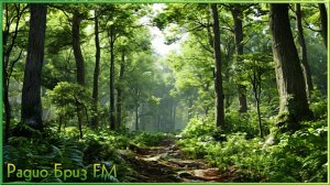 ♬радио •Бриз FM• - •Звуки Леса•