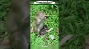 «Бананы»- песенка о любимой еде обезьян.
