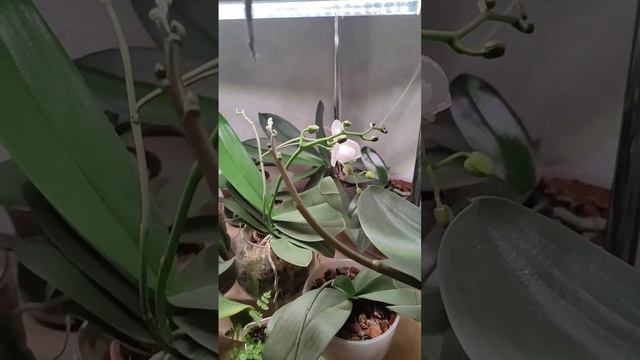 Орхидеи) смотреть онлайн