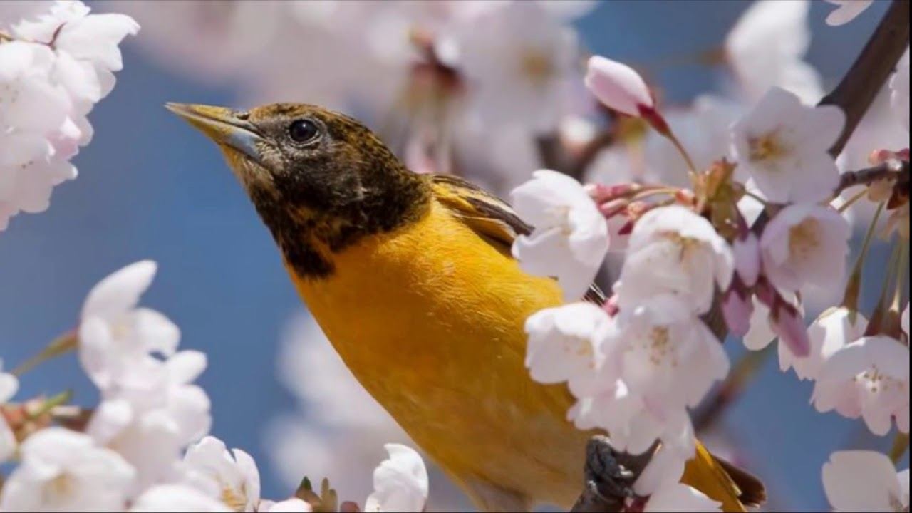 кормушка украшение смотреть онлайн