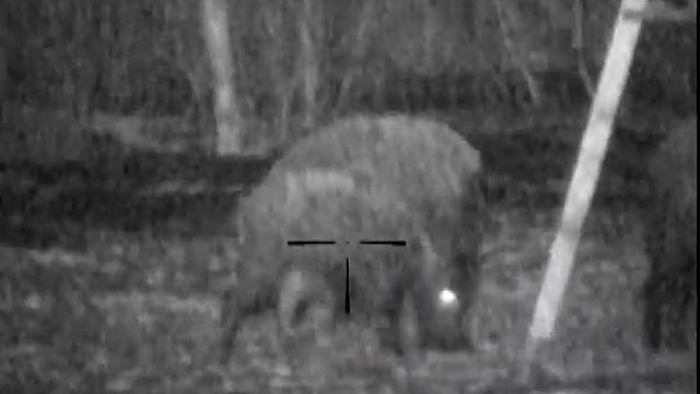 wild boar filmed with Pulsar Digisight 750N смотреть онлайн