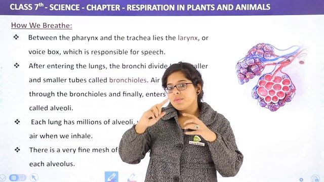 Respiration in Plants and Animals Full Chapter Class 7 Science | NCERT Science Class 7 Chapter 10 смотреть онлайн
