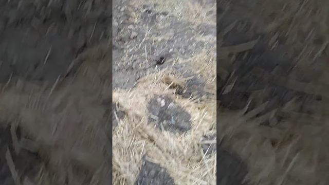 17.03.23. Огляд саджанців від Петро Максютинський. Посадка осінь 2022 року. смотреть онлайн