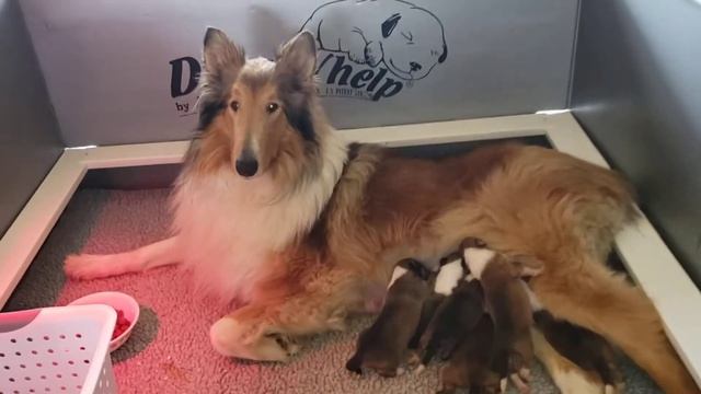 4-15-21 Kanga and Jett babies смотреть онлайн